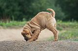 SHAR-PEI 795